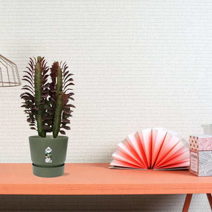 Euphorbia Trigona Rubra – Wolfsmilch – Zimmerpflanze – Ø12cm – ↕40cm – Rote Sukkulente – Pflegeleicht & robust – Für sonnige Innenbereiche