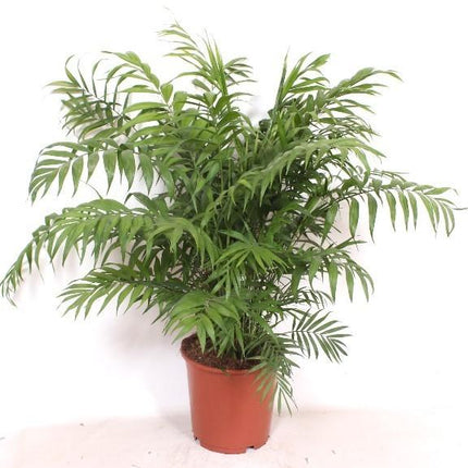 Chamaedorea Elegans – 100cm – Ø24cm – Elegante Zimmerpalme mit feinen Blättern – Pflegeleichte Indoor – Palme für Zimmer & Büro