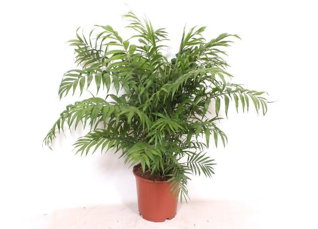 Chamaedorea Elegans – 100cm – Ø24cm – Elegante Zimmerpalme mit feinen Blättern – Pflegeleichte Indoor – Palme für Zimmer & Büro