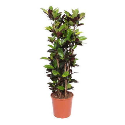 Codiaeum Iceton – 140cm große Zimmerpflanze – Farbintensiver Croton mit gelbgrünem Blattwerk – Tropische Blattpflanze für helle Innenräume – Ø24-27cm