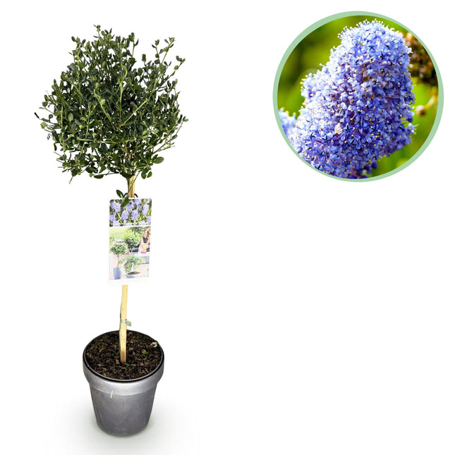 Säckelblume Ceanothus impressus Victoria Ø19cm Höhe90cm – Immergrüne Terrassenpflanze mit lila Blüten – Winterharter Zierstrauch für Balkon & Garten