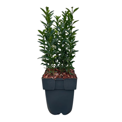 Japanischer Spindelstrauch Euonymus japonicus Green Spire – Heckenpflanze – Blatt Grün – 6 Pflanzen – 1  Meter – Immergrün – 17 cm Höhe 40 cm – Pflegeleicht & Sonnentolerant