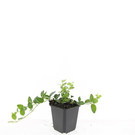 Vinca minor 'Argenteovariegata' – Immergrün – 48 Pflanzen – ↕10-25 cm – Ø9 cm – Wintergrüner Bodendecker mit silbrig-weißem Rand & violetten Blüten – Schattentauglich & Pflegeleicht