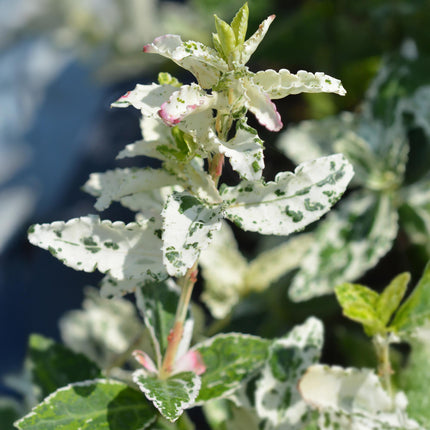 Euonymus fortunei ‘Harlequin’ – Immergrüne Stamm-Pflanze – Terrassen- & Gartenpflanze – pflegeleicht & kompakt – Topf Ø19cm – Höhe ca. 90cm