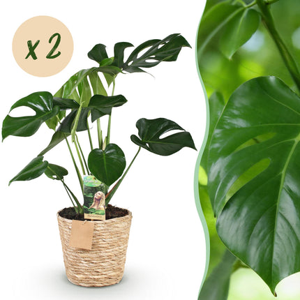 Monstera Deliciosa 2er Set inkl. Naturkorb – Zimmerpflanzen 50-55cm – Topf 17cm – Fensterblatt Grün