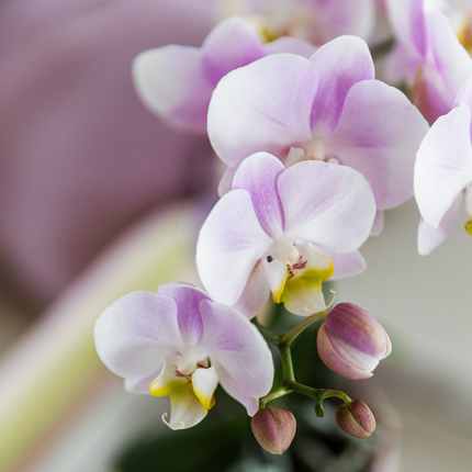 Sukkulente mit Rosa Phalaenopsis Orchidee – Simplicity Keramiktöpfe Rosa auf Bambusplatte – Dekoratives Pflanzenarrangement – Geschenkidee