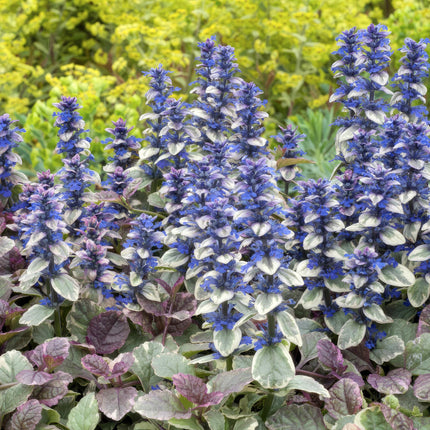 Ajuga reptans 'Burgundy Glow' – 24 Pflanzen – ↕10-25cm – Ø9cm – Kriechender Günsel – Bunter Bodendecker mit blauen Blüten