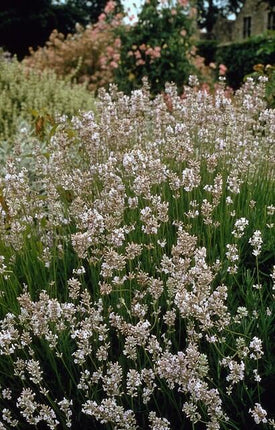 Lavendel Lavandula int. 'Edelweiss' – ↕10-25cm – Ø9cm – 12 Pflanzen – Weiße Blüten, bienenfreundlich & winterhart