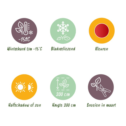 Japanischer Ahorn Acer palmatum Beni Maiko – Rote Balkonpflanze – Ø19cm – Höhe ca. 70cm – Kompakter Zierahorn für Beet & Terrasse