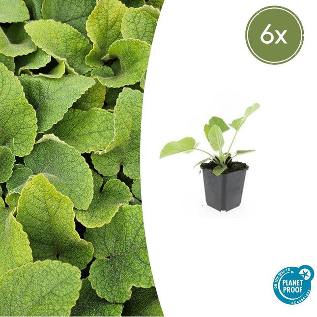 Russel-Brandkraut Phlomis russeliana – ↕10-25cm – Ø9cm – 6 Pflanzen – Winterhart & Bienenfreundlich – Sommerblüher für Beete & Garten