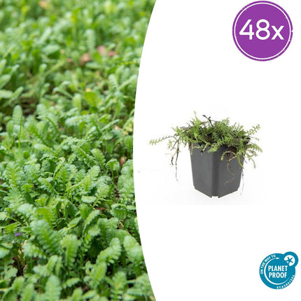 Leptinella squalida – 48 Pflanzen – Immergrüner Bodendecker – 9cm – ↕10–25cm – Feingliedrige Polsterpflanze für schattige & feuchte Gartenbereiche – Pflegeleicht & winterhart