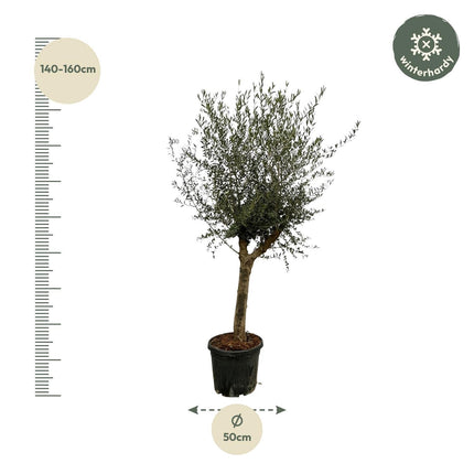 Olivenbaum Olea Lorc – ca. 200cm hoch – Ø45cm – Mediterrane Zimmer- & Gartenpflanze – Immergrün & pflegeleicht – Für sonnige Standorte