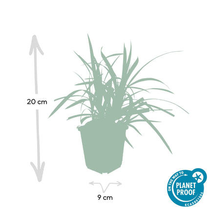 Grünblättrige Segge Carex morrowii 'Irish Green' – ↕10-25cm – Ø9cm – 6 Pflanzen – Bodendecker – Immergrün – Pflegeleicht – Schattentauglich