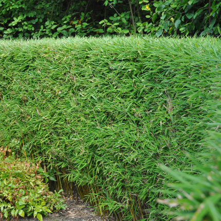 Bambus Fargesia rufa – Immergrün – 2 Pflanzen – Nicht ausbreitend – Grüner Bambus für Hecke, Garten & Terrasse – Ø17cm Höhe ca. 60cm