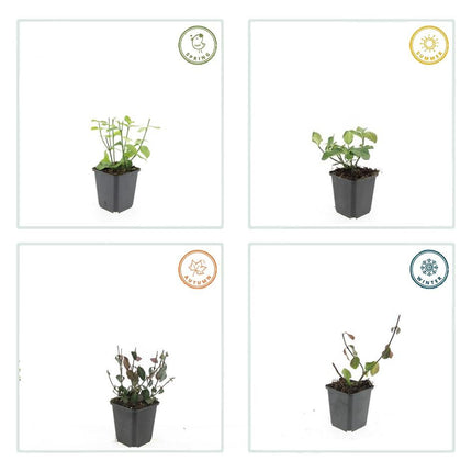 Spindelstrauch – Euonymus fortunei 'Dart's Blanket' – ↕10-25 cm – Ø9 cm – 60 Pflanzen – Zweifarbig & winterhart – Pflegeleichter Bodendecker – Sonne & Schatten