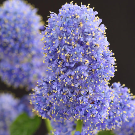 Kalifornischer Flieder Ceanothus thyrsiflorus Repens Ø19cm Höhe90cm – Immergrüner Zierstrauch mit blau – lila Blüten