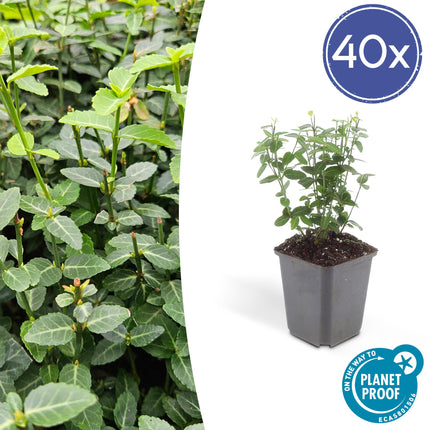 Immergrüne Kriechspindel – Euonymus fortunei radicans – ↕10-25 cm – Ø9 cm – 40 Pflanzen – Bodendecker – Pflegeleicht & Winterhart – Garten, Beete & Zäune