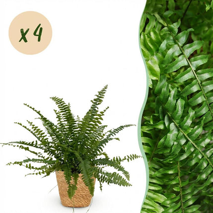 Nephrolepsis Exaltata Green Lady Farn – 4er Set Zimmerpflanzen im Korb Ø12cm Höhe25cm – Haustierfreundliche Grünpflanze – für Zimmer & Büro