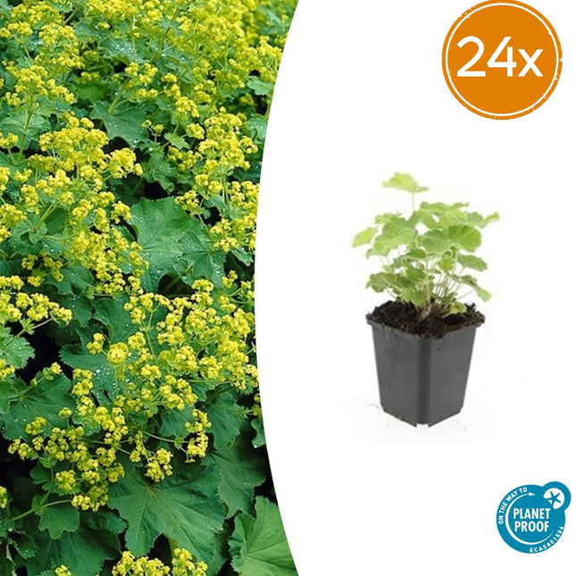 Alchemilla mollis – Frauenmantel – Staude mit dekorativem Laub & gelbgrüner Blüte – 24 Pflanzen –↕10-25cm – Ø9cm – pflegeleicht & winterhart