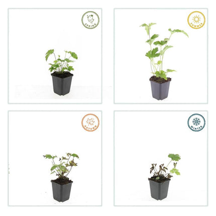 Anemone tomentosa ‘Robustissima’ – 24 Pflanzen – ↕10-25cm – Ø9cm – Herbst-Anemone – Purpurrosa Blüten – Winterhart & Bienenfreundlich – Für Halbschatten