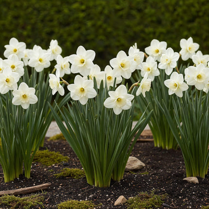 Blumenzwiebeln Narcissus Mount Hood – Weiß – 15 Stück – Zwiebelgröße 10/12 – Duftende großblütige Narzissen für Garten, Balkon & Terrasse – Frühjahrsblüher