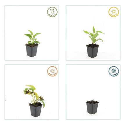 Scheinsonnenhut – Echinacea purpurea 'White Swan' – ↑10-25cm – Ø9cm – 12 Pflanzen – Weiße Blüten, Bienen- und Schmetterlingsfreundlich, pflegeleicht, robuste Staude