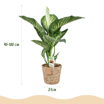 Dieffenbachia Tropic Snow – 90-100cm – 21cm inkl. Naturkorb – Pflegeleichte bunte Zimmerpflanze – Großes grün – weißes Blattwerk