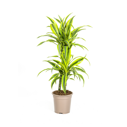 Drachenbaum Dracaena Deremensis Lemon Lime – Zimmerpflanze – Ø19cm – 70-90cm hoch – Lebendige grüne Blätter mit hellgrünem Rand – Pflegeleicht & dekorativ