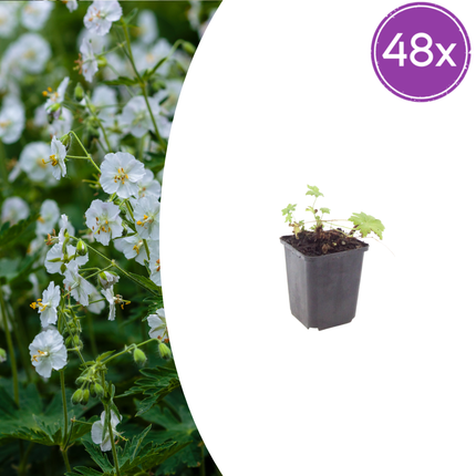 Geranium macrorrhizum White Ness – 48 Pflanzen – Ø9cm – Höhe 10-25cm