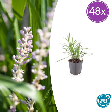Liriope muscari 'Monroe White' – 48 Pflanzen – Immergrüne Staude – 9cm – ↕10-25cm – Weißblühende Bodendeckerpflanzen – Winterhart & pflegeleicht