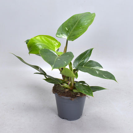 Philodendron White Princess – Zimmerpflanze 35cm – Ø14cm – Exotische Rarität mit weiß-grün panaschierten Blättern – Trendpflanze für Wohnzimmer & Büro