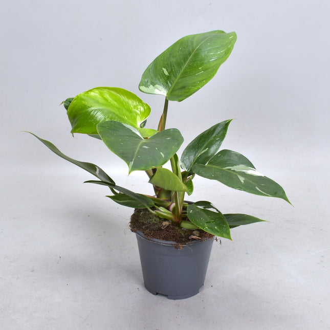 Philodendron White Princess – Zimmerpflanze 35cm – Ø14cm – Exotische Rarität mit weiß-grün panaschierten Blättern – Trendpflanze für Wohnzimmer & Büro