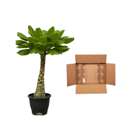 Vulkanpalme Brighamia insignis – Zimmerpflanze 25cm hoch – Ø12cm – Tropische Rarität mit glänzenden Blättern – Pflegeleicht & dekorativ – Auch bekannt als Hawaiianische Palme