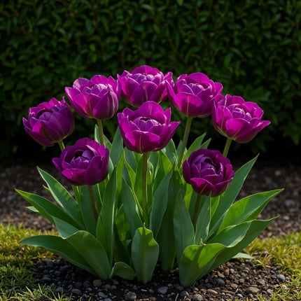 Blumenzwiebeln Tulipa Double Lilac – Lila – 12 Stück – Zwiebelgröße 11/12 – Gefüllte Tulpenzwiebeln für Garten, Balkon & Terrasse – Frühjahrsblüher
