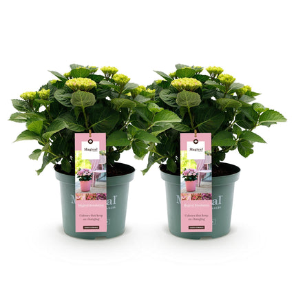 Hydrangea macrophylla Magical Revolution Pink – Gartenhortensie – 2 Pflanzen – Topf 23cm – Höhe 55cm – Rosa Blüten – Balkonpflanze – Sommerblüte