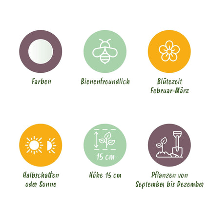 Blumenzwiebeln Crocus White – Weiß – 30 Stück – Zwiebelgröße 7/8 – Krokusse für Garten, Balkon & Terrasse – Frühblühende, winterharte Blumenzwiebeln