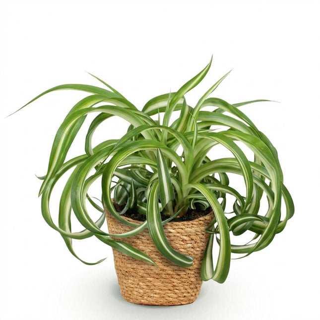 Chlorophytum comosum Bonnie Zimmerpflanze inkl. Naturkorb
