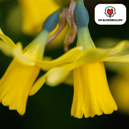 Narzisse 'Tête-à-Tête' – Mini-Narzisse – leuchtend gelbe Frühjahrsblüher – 25 Blumenzwiebeln – ↕15-20cm – ideal für Beet, Balkon & Topf