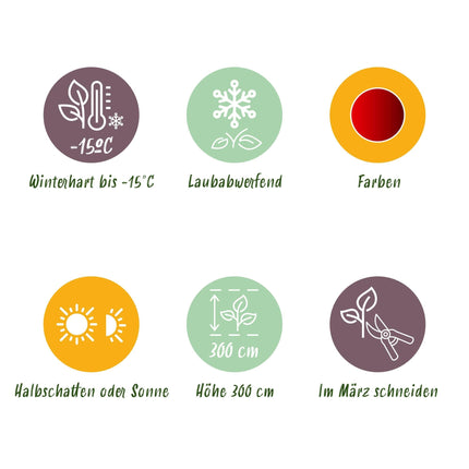 Japanischer Ahorn – Acer palmatum 'Sumi-nagashi' – 2 Pflanzen – ca. 70 cm hoch – Ø19 cm – tiefviolettes Laub mit Glanz – Balkon- & Gartenpflanze