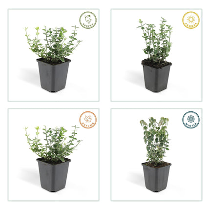 Euonymus fortunei 'Emerald Gaiety' – Immergrüner Zierstrauch mit silberbunten Blättern – 24 Pflanzen – ↕10–25cm – Ø9cm – Pflegeleicht & winterhart – Für Hecken, Beete & als Bodendecker