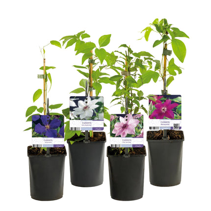Kletterpflanze Clematis Rainbow – Mehrfarbige Blüten Rosa Weiß Lila Rot – Wenig Pflege – 4 Pflanzen – 11 cm Höhe 40 cm – Für Garten, Balkon & Pergolen