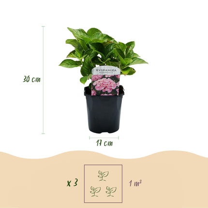 Hortensie Hydrangea macrophylla Rosa – 3 Pflanzen für 1 m² – Ø17cm – ↕30cm – Sommerblüher – Pflegeleicht & laubabwerfend