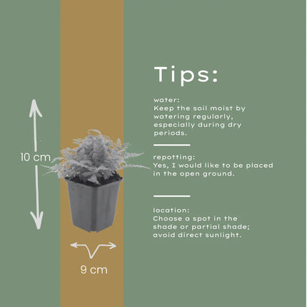 Dryopteris filix-mas – 48 Pflanzen Männerfarn Wurmfarn – 10-25cm – Ø9cm – Winterharter Gartenfarn für Schatten & Halbschatten – Zierfarn für Unterpflanzung