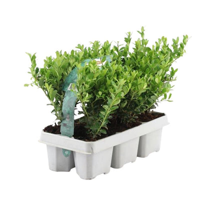 Stechpalme – Ilex crenata 'Jenny' – 12 Pflanzen – Immergrün – Winterhart – Alternative zu Buchsbaum – Ø7cm ↕15cm