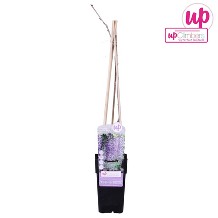 Blauregen - Wisteria floribunda 'Naga Noda' - Purpurner Regen - Ø15cm ↕65cm - Schnellwachsende Kletterpflanze mit langen, violetten Blütentrauben für Pergola, Zaun & Garten