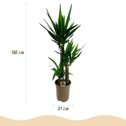Palmlilie Yucca Elephantipes – 2 Pflanzen – 100cm – 21cm – Pflegeleichte Palmlilien mit langen, schmalen Blättern – Robustes Zimmerpflanzen