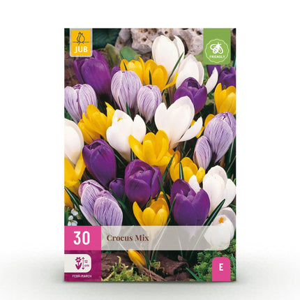 Blumenzwiebeln Crocus Large Flowering Mix – Verschiedene Farben – 30 Stück – Zwiebelgröße 7/8 – Großblütige Krokusse für Garten, Balkon & Terrasse – Frühjahrsblüher