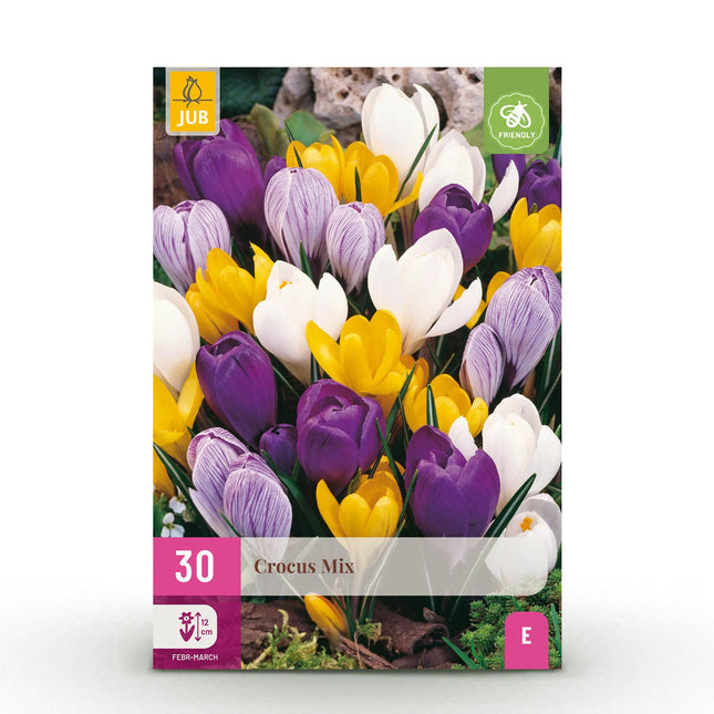 Blumenzwiebeln Crocus Large Flowering Mix – Verschiedene Farben – 30 Stück – Zwiebelgröße 7/8 – Großblütige Krokusse für Garten, Balkon & Terrasse – Frühjahrsblüher
