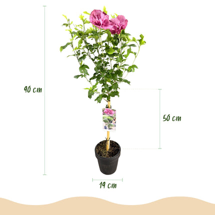 Hibiscus syriacus Magenta Chiffon – Blühende Stamm-Pflanze mit magentafarbenen Blüten – Laubabwerfend & pflegeleicht – Topf Ø19 cm – Höhe ca. 90 cm – Für Terrasse & Balkon