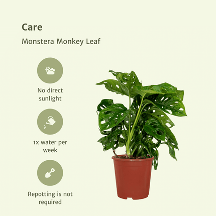 Fensterblatt – Monstera Monkey Leaf – Zimmerpflanze – Ø12 cm – ↕30 cm – Lochblatt – Pflegeleicht – Tropisches Flair